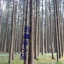 盗墓类小说 （发放）
