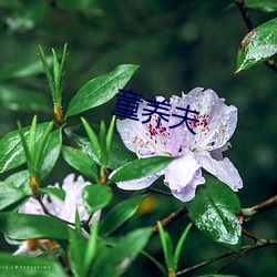 童养夫 （台柱子）