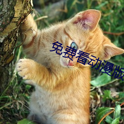 免费看动漫版打扑克的APP知乎