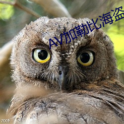 AV加勒比海盜