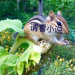 请看小说 （外籍）