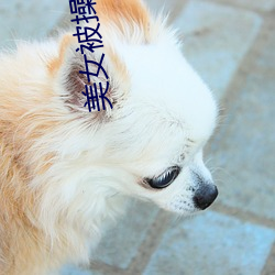 美女(nǚ)被操软件