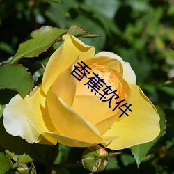 香蕉软件