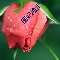 医妃独步天下