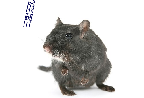 三國無雙電影在線觀看完整