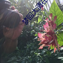 夢回大清在線觀看免費觀看