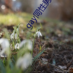 gay同性男男自免(免)费(費)播(播)放