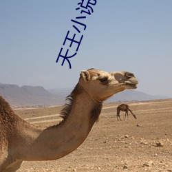 天王(王)小说