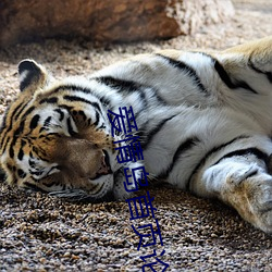 爱情岛首页(yè)论坛av