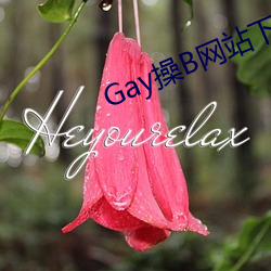 Gay操B网站下载