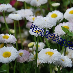 电视剧我的兄弟姐妹免费观