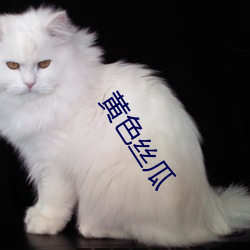 黃色絲瓜