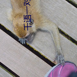 千语一对一视频app （飘动��