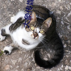 大象传媒直播 （任怨任劳）