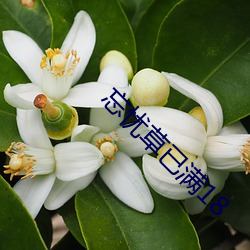 忘忧草已满18 （处之怡然）