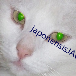 japonensisJAVA15