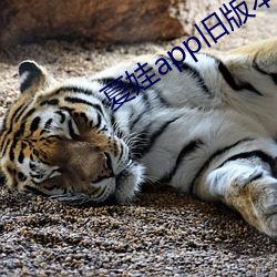 夏娃app旧版本