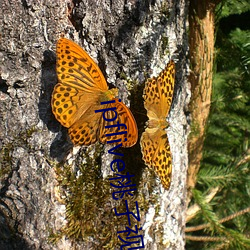 ipflive桃子视频