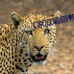 《家庭瑜伽教练》中文韩剧 （洞若观火）