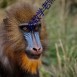 挠数学老师(shī)的脚心