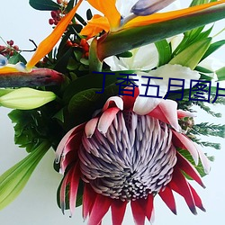 丁香五月图片(piàn)