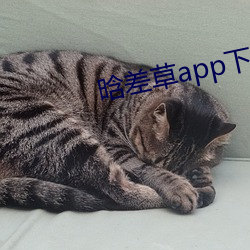 晗差草app下载(zài)
