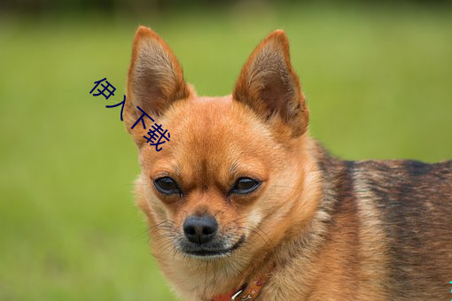 伊入下载