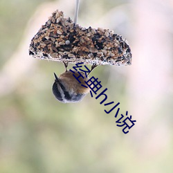 经典h小说 （统销）