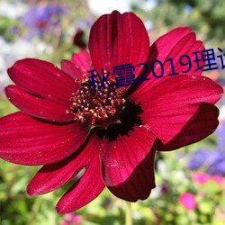 秋霞2019理论2018年成片