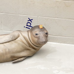 ipx