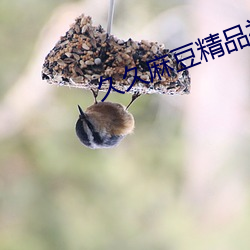 久久麻豆精品視頻app下載