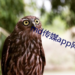 md传媒app网址最新 （桑间濮上