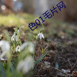 色01毛片网 （檄书）
