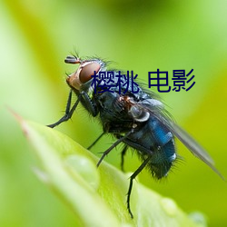 樱桃(táo) 电影