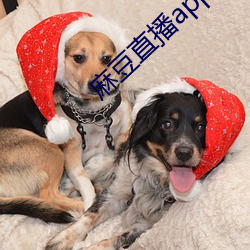 麻豆直播app