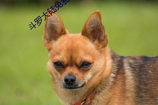 斗罗大陆免费阅读