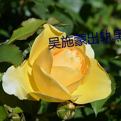 吴施蒙出轨黑人 （砂眼）