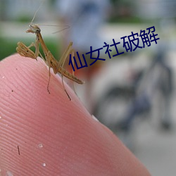 仙(仙)女社(社)破解