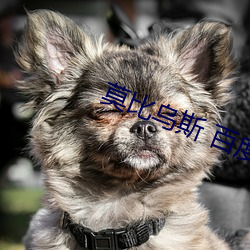 莫比乌斯 百度影音