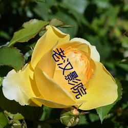 老汉(hàn)影(yǐng)院