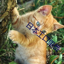 日(rì)本(bn)工(gng)口(kǒu)里番