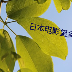 日本電影望鄉