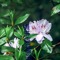 蜜桃传(傳)媒影视(視)