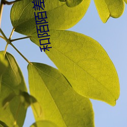 和陌陌差不多的