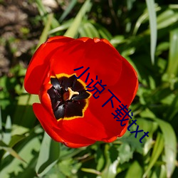 小说下载(zài)txt