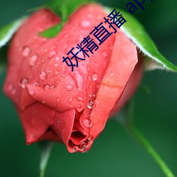 妖精直播 app （试验田）
