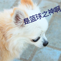 是篮球之神啊