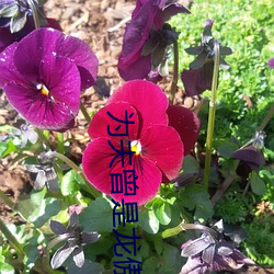 为夫曾是龙傲天 （先发制人）
