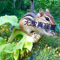 无敌真寂寞