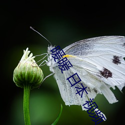 暖暖 日本(běn) 视(shì)频